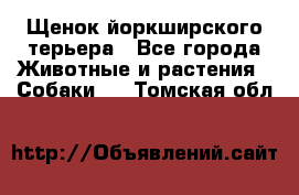 Щенок йоркширского терьера - Все города Животные и растения » Собаки   . Томская обл.